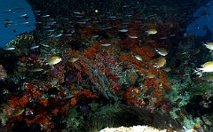 Raja Ampat 2016 - Corail - IMG_4662_rc